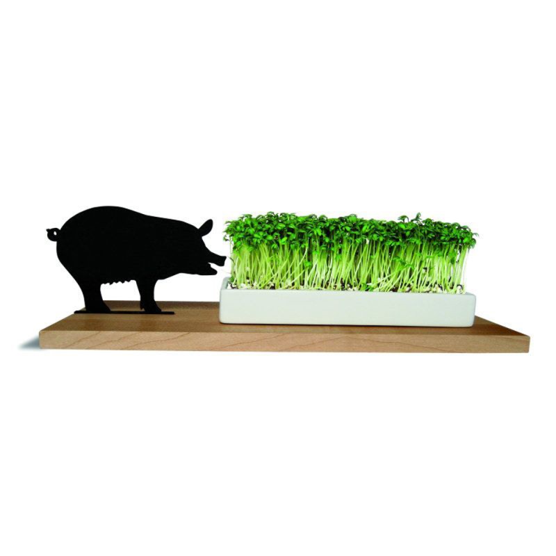 Cress bowl smart 'n' green pig wood and porcelain GiftBox Seeds side by side